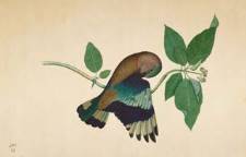 IndianRolleronSandalwoodBranch,SheikhZainal-Din,1779,Opaquecoloursandinkonpaper.CourtesyMinneapolisInstituteofArt.