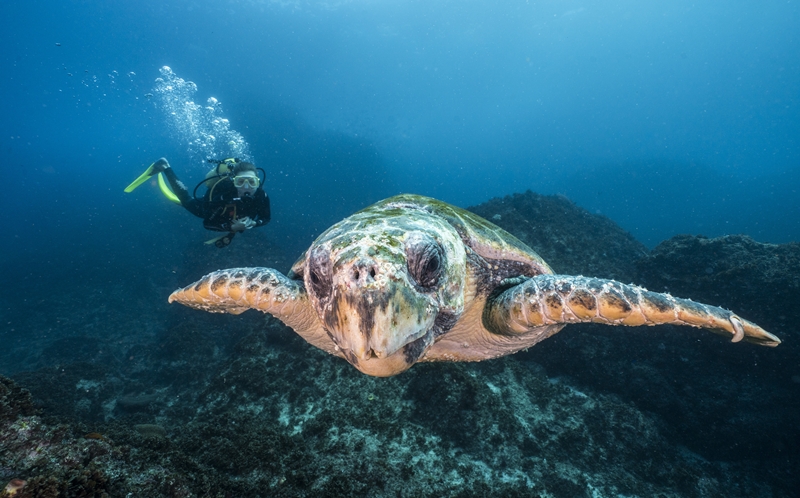 Julian Rocks, Byron Bay