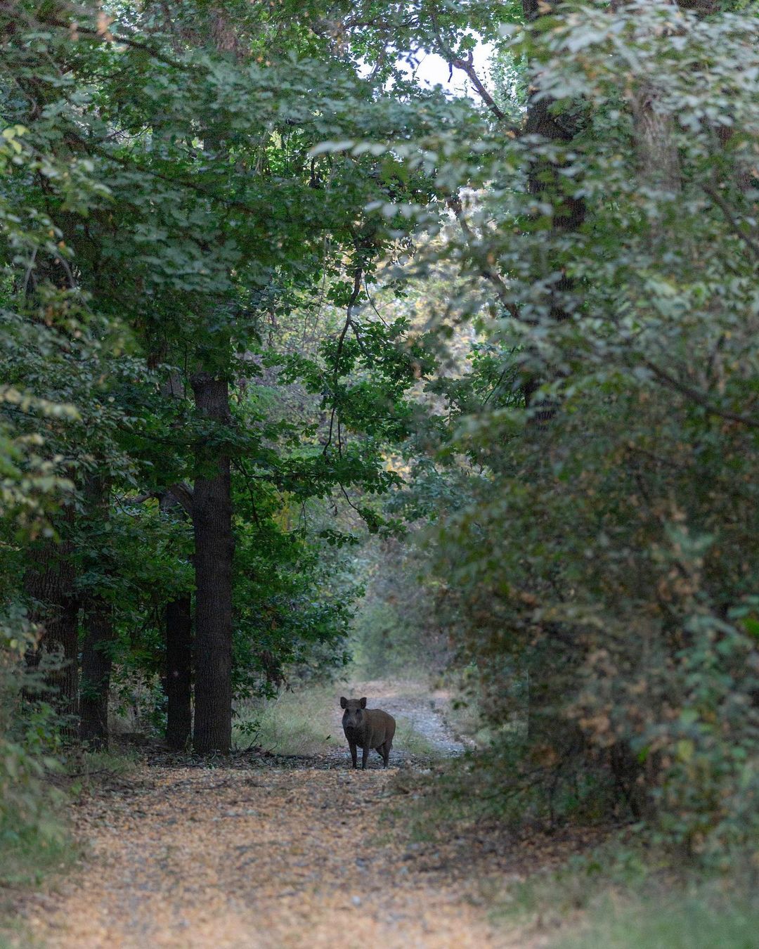 (Photo: wildexplorer_2k/Instagram)