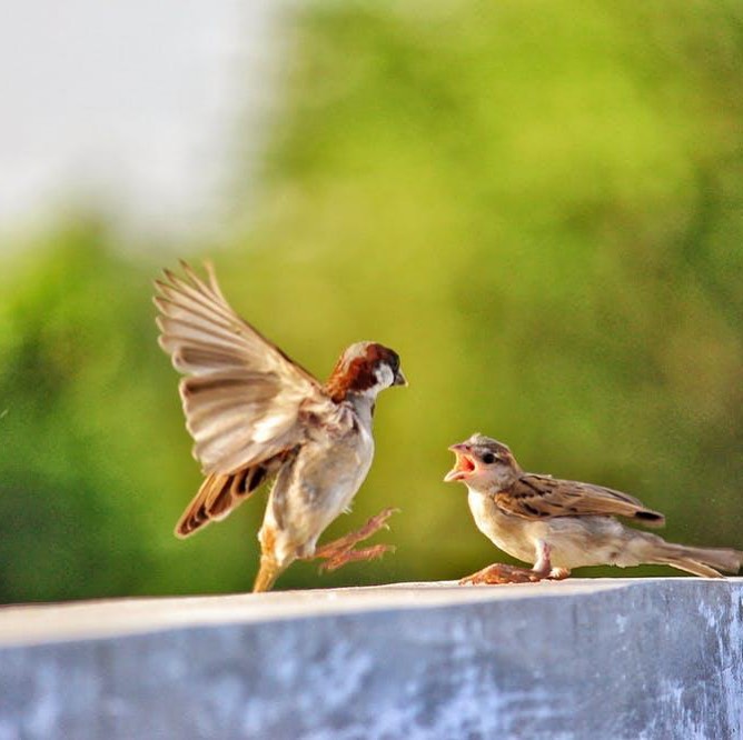 Source: @wwfindia/Instagram
