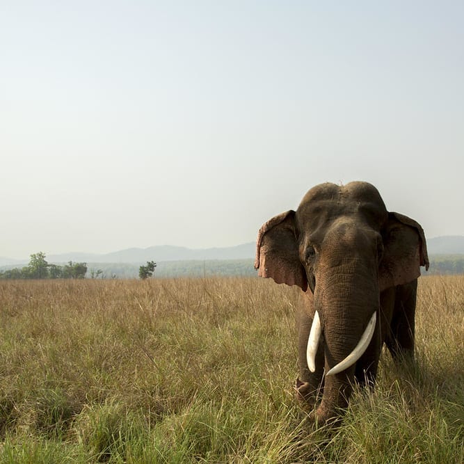 Source: @wwfindia/Instagram