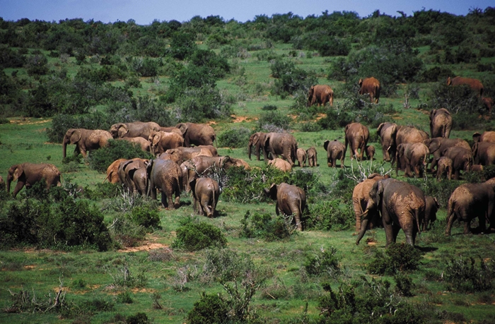 Addo National Park.