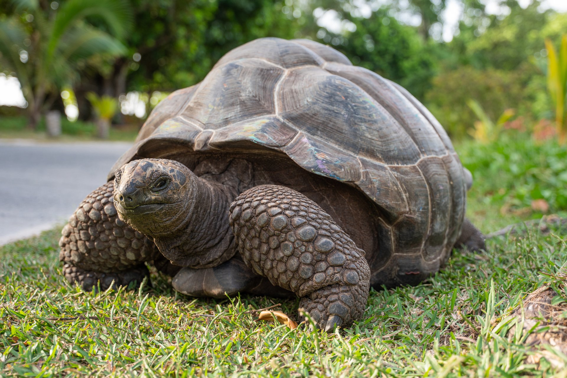 Aldabra Giant Tortoise, La Digue - Image courtesy of Michel Denousse - STB
