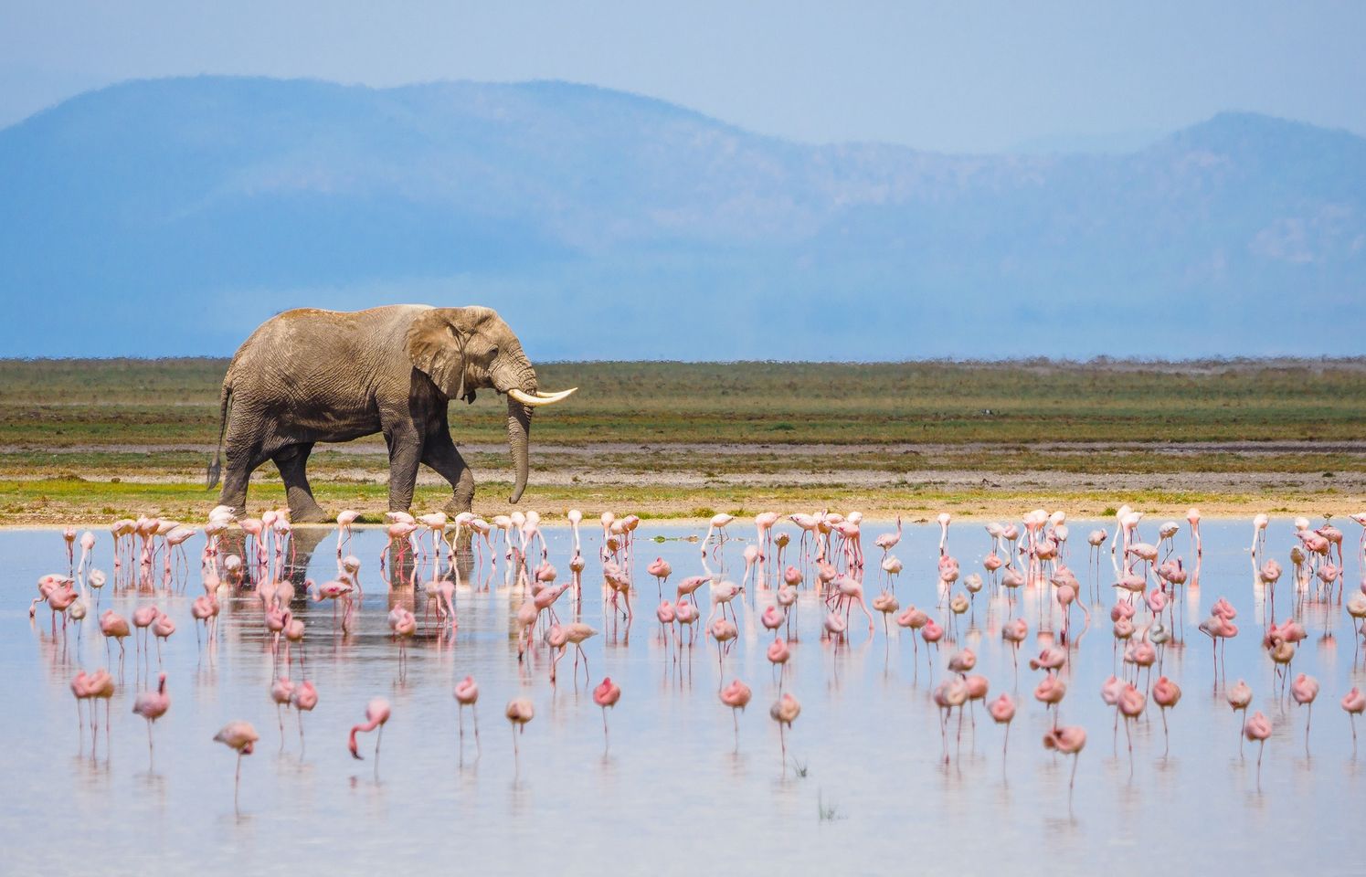 Amboseli, Kenya
