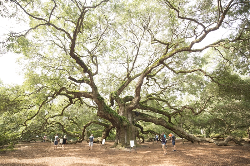 ANGEL OAK, SOUTH CAROLINA