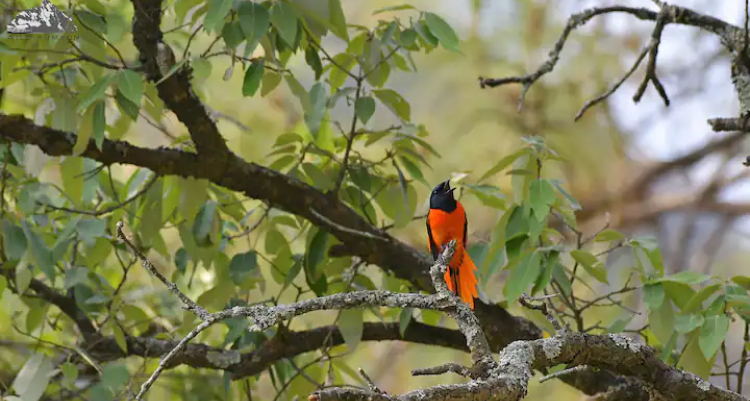 Bird Watching - Sattal