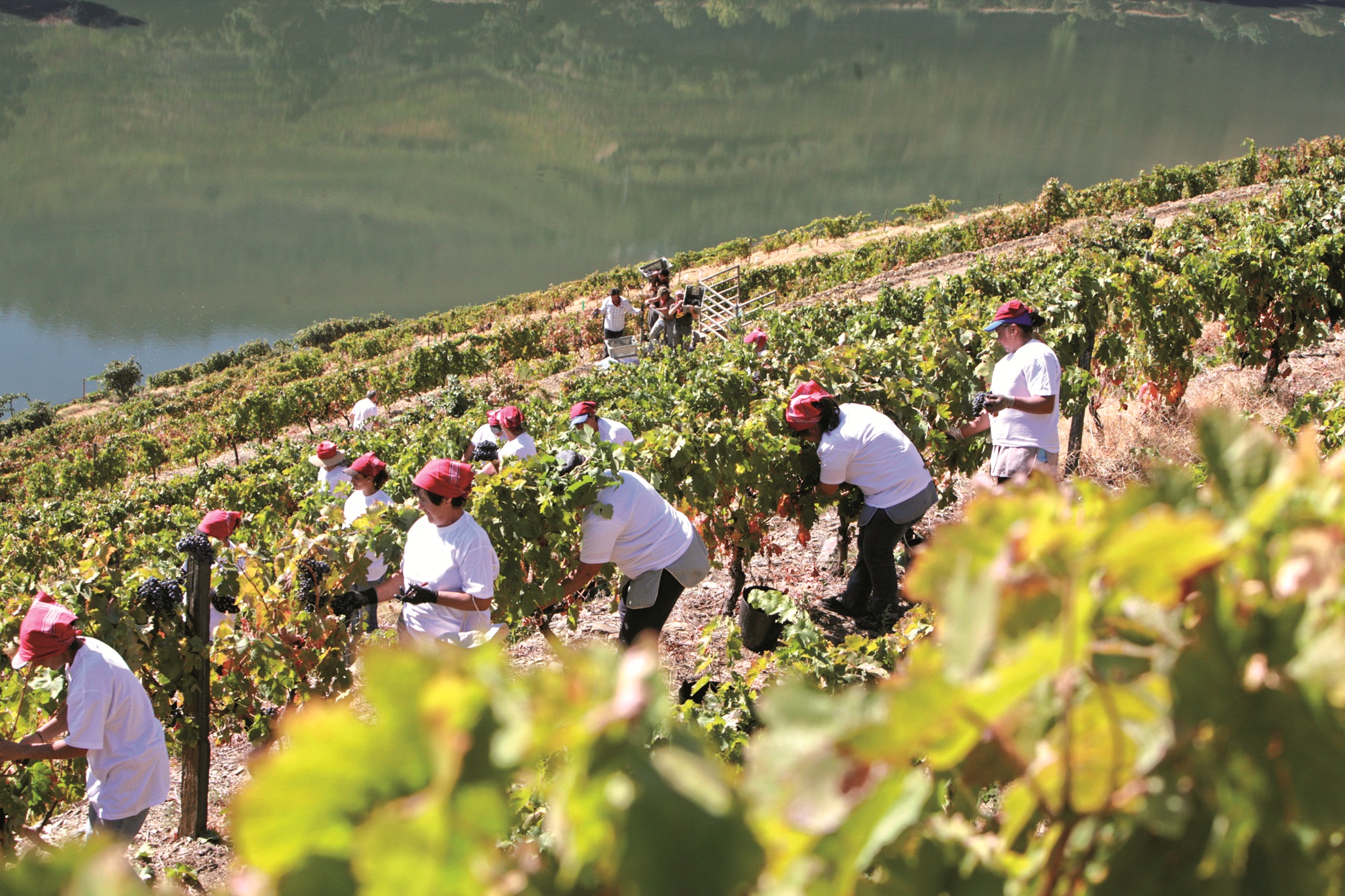 Douro harvest