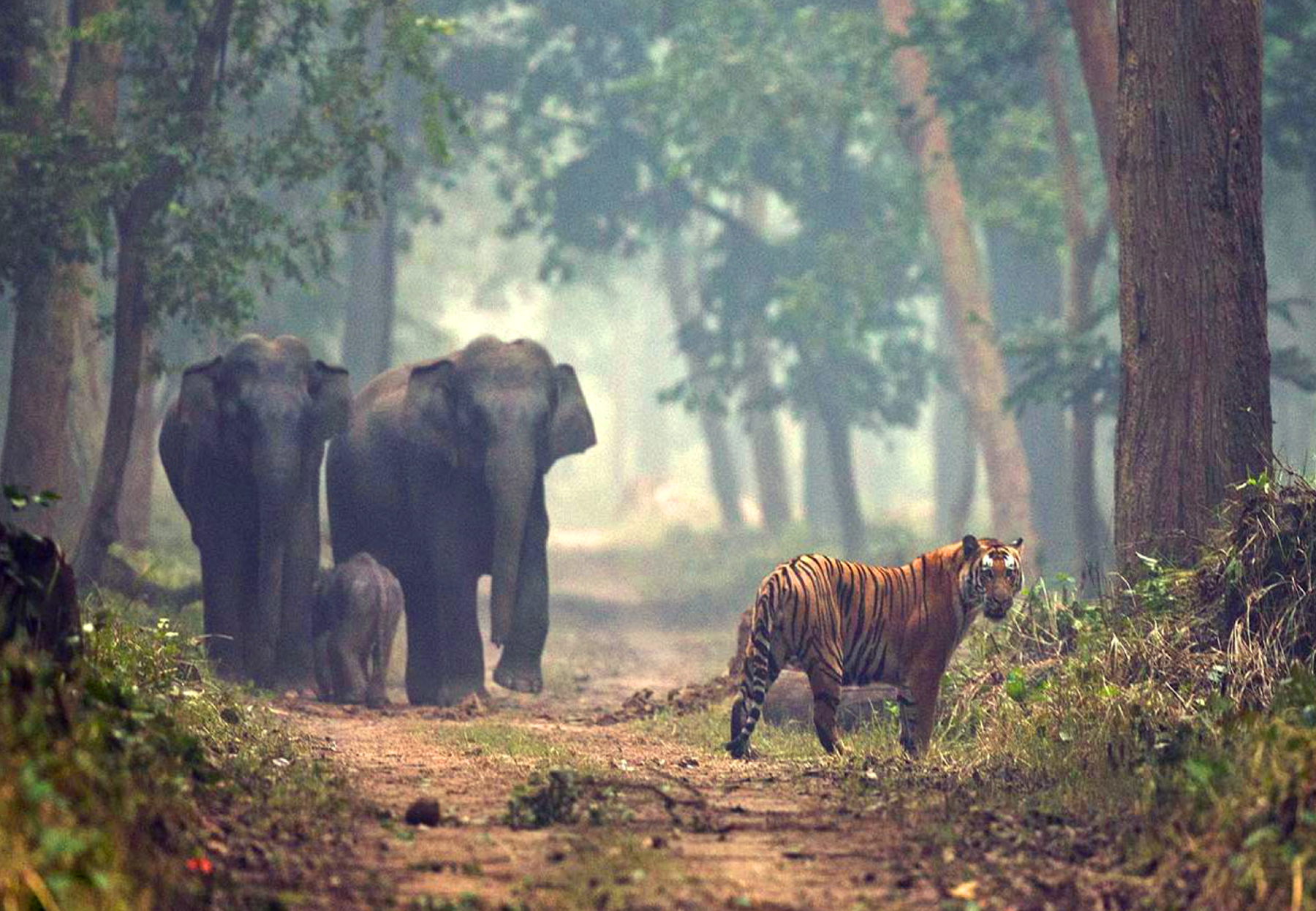 Dudhwa National Park, Uttar Pradesh