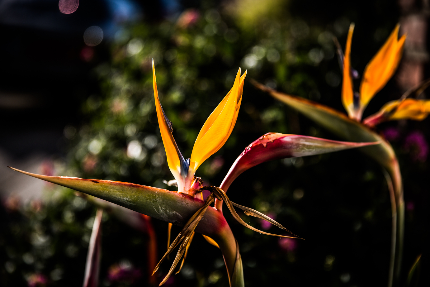  Flowers in Newport Beach, California