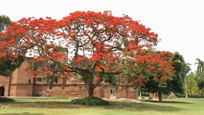 A garden and flowering trees brighten ruins