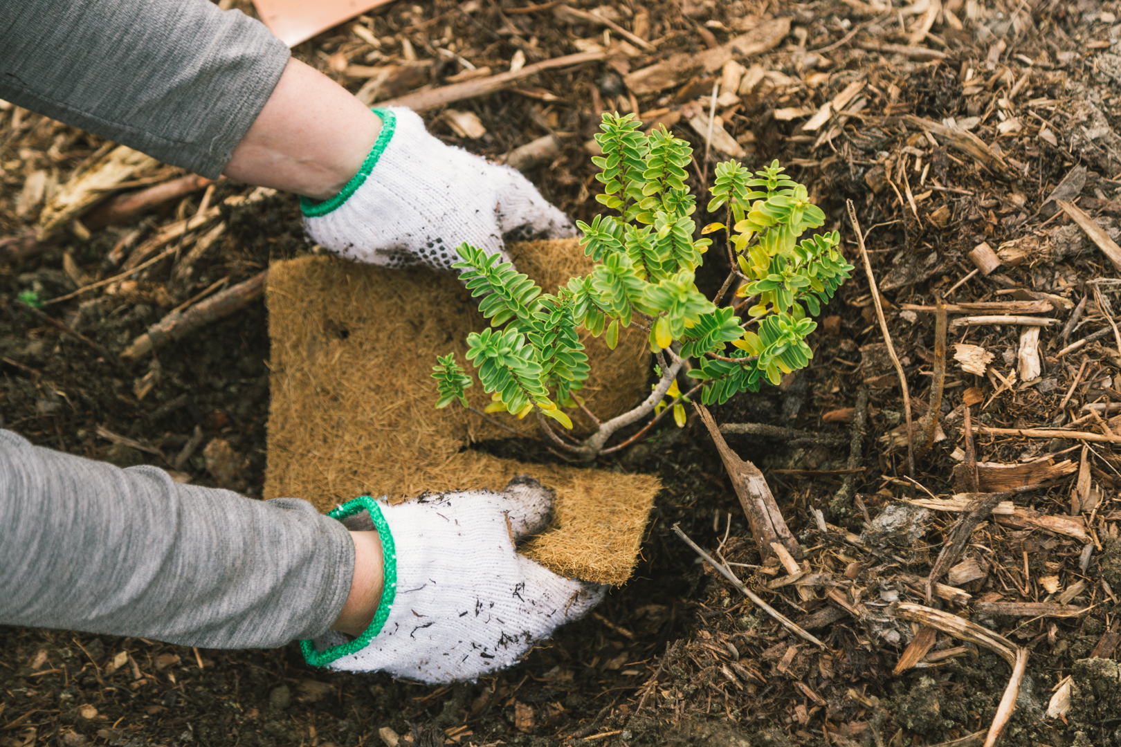 Get started on saying goodbye to 2020's disappointments and hello to hope for 2021. Credits- Trees That Count