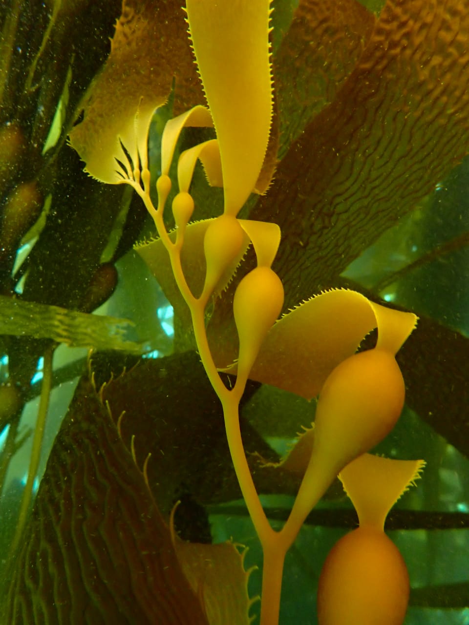 Giant Kelp underwater forests (Photo credit: Kelp Blue)