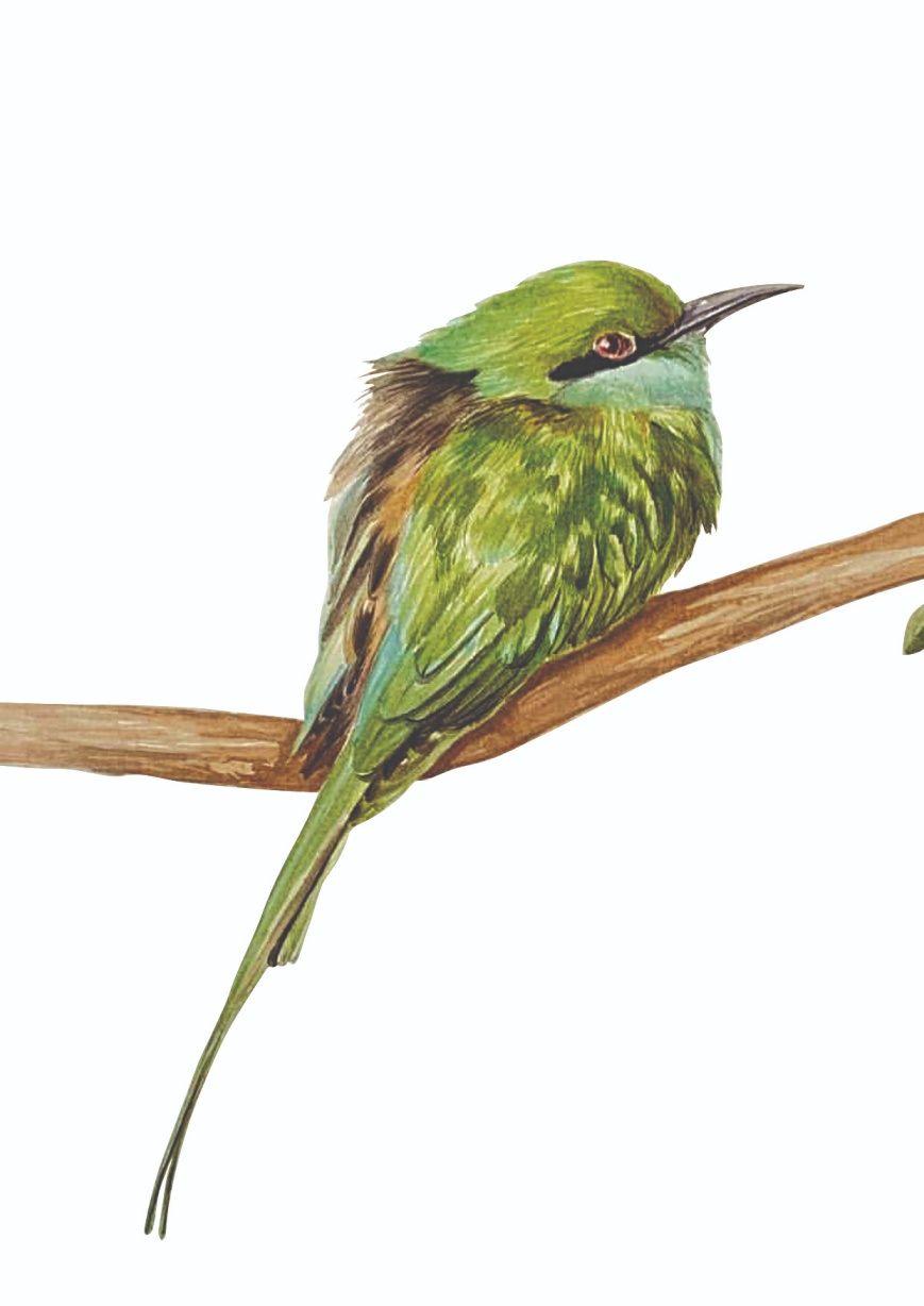 Green Bee-eater