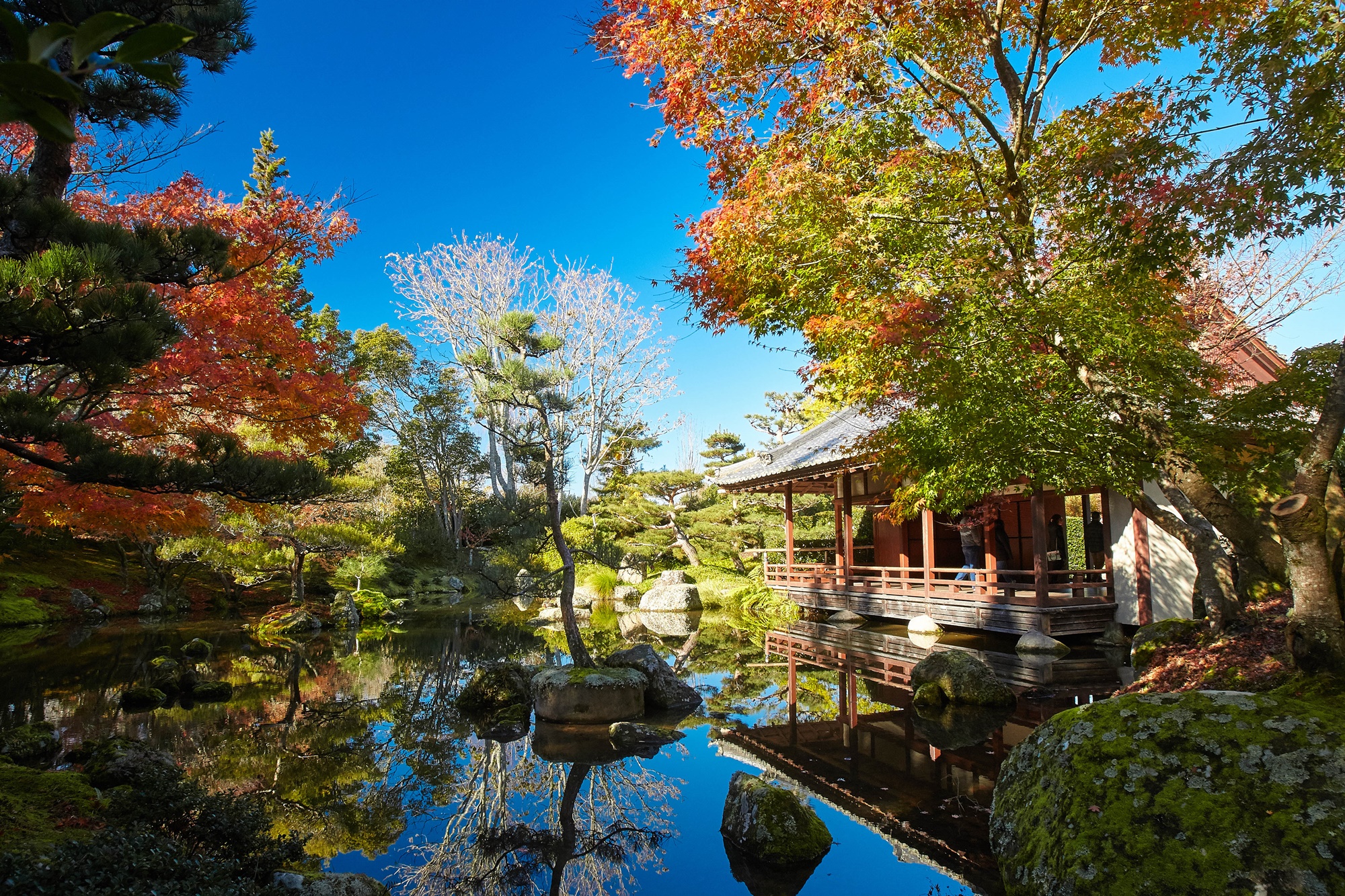 Hamilton Gardens, Japanese Garden, Autumn. (Photo: Hamilton Gardens)