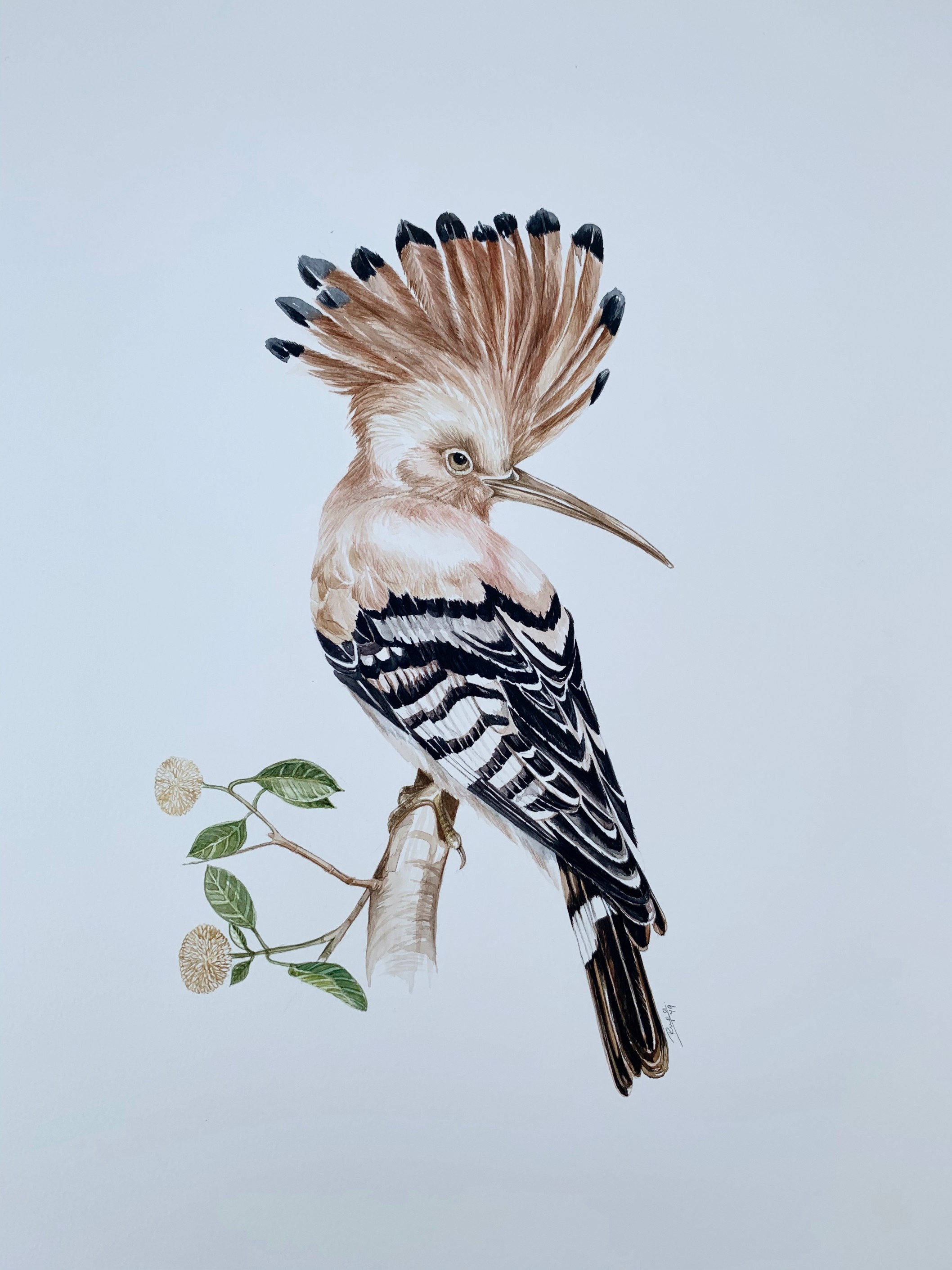 Hoopoe on a Kadam tree