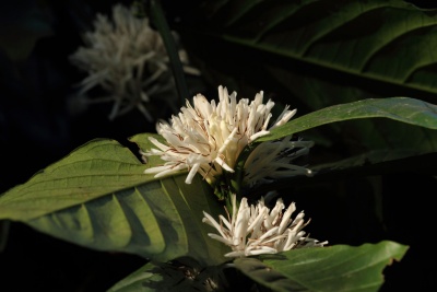 Evolve Back’s Chikkana Halli Estate, Coorg