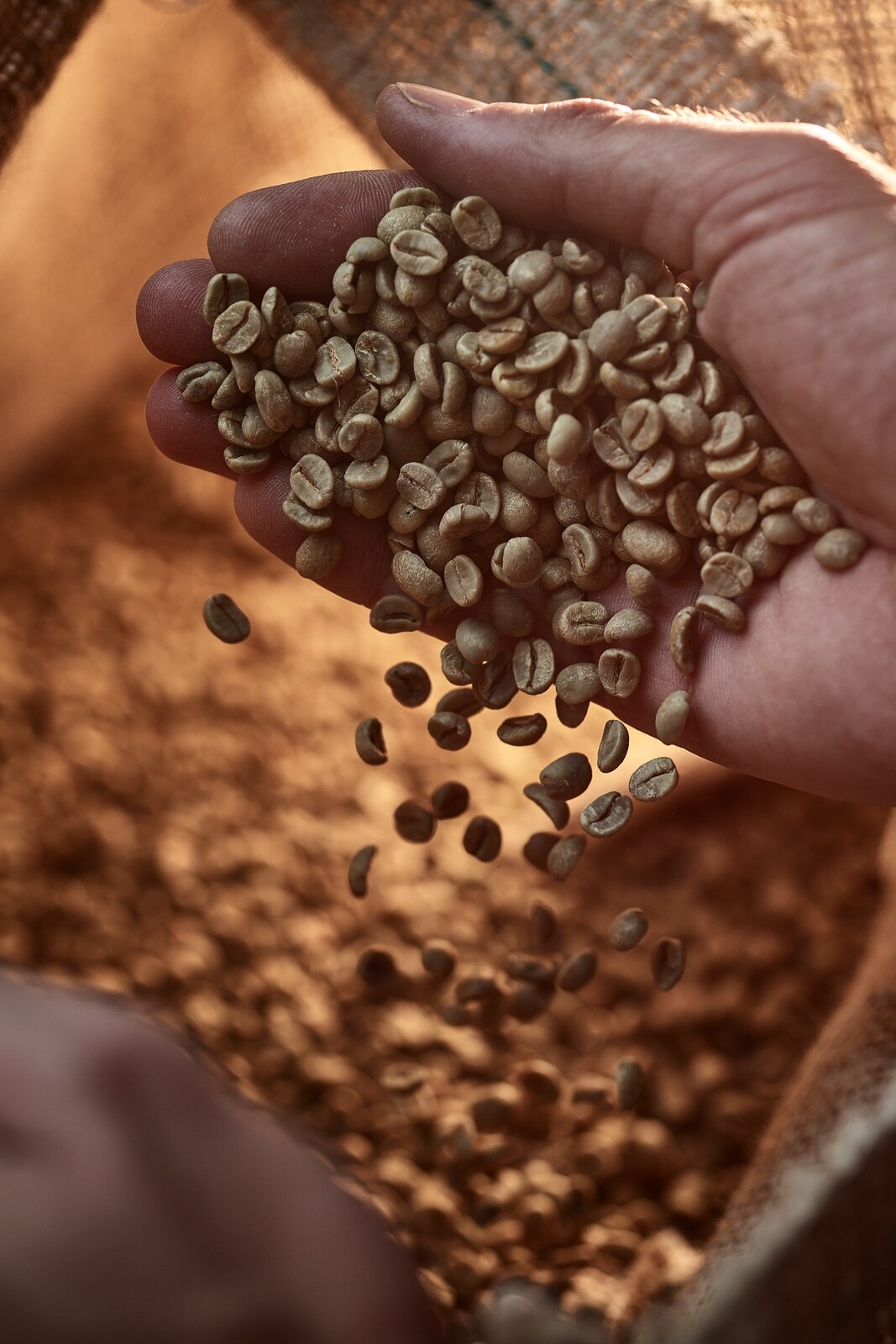  Indian coffee cupping