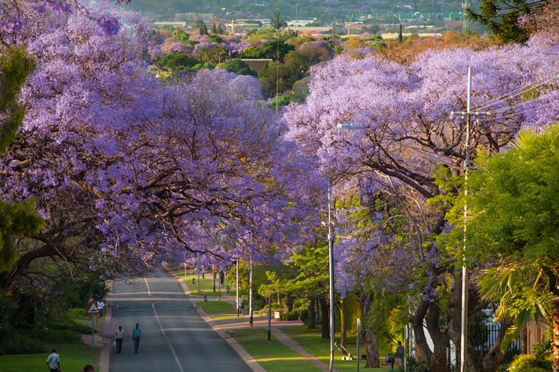 Jacaranda City, Tshwane, Pretoria