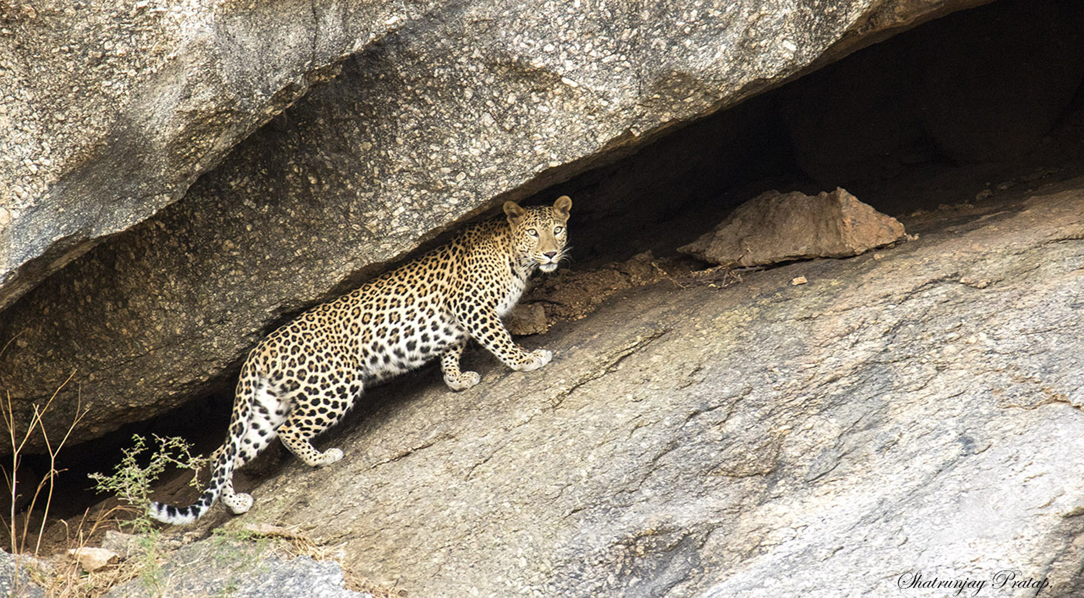 Jawai, Bera, Rajasthan (Photo: Shatrunjay Pratap)