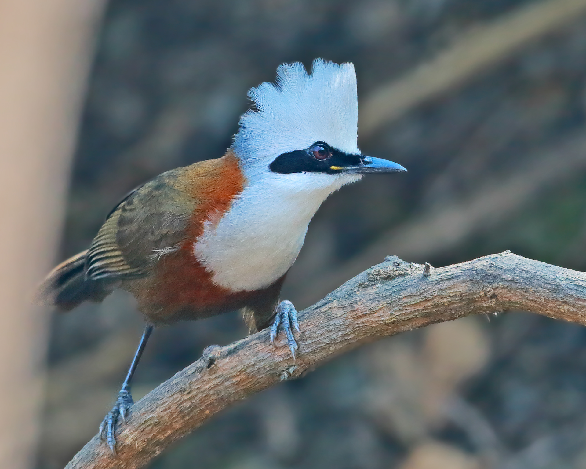 Kalagarh Tiger Reserve