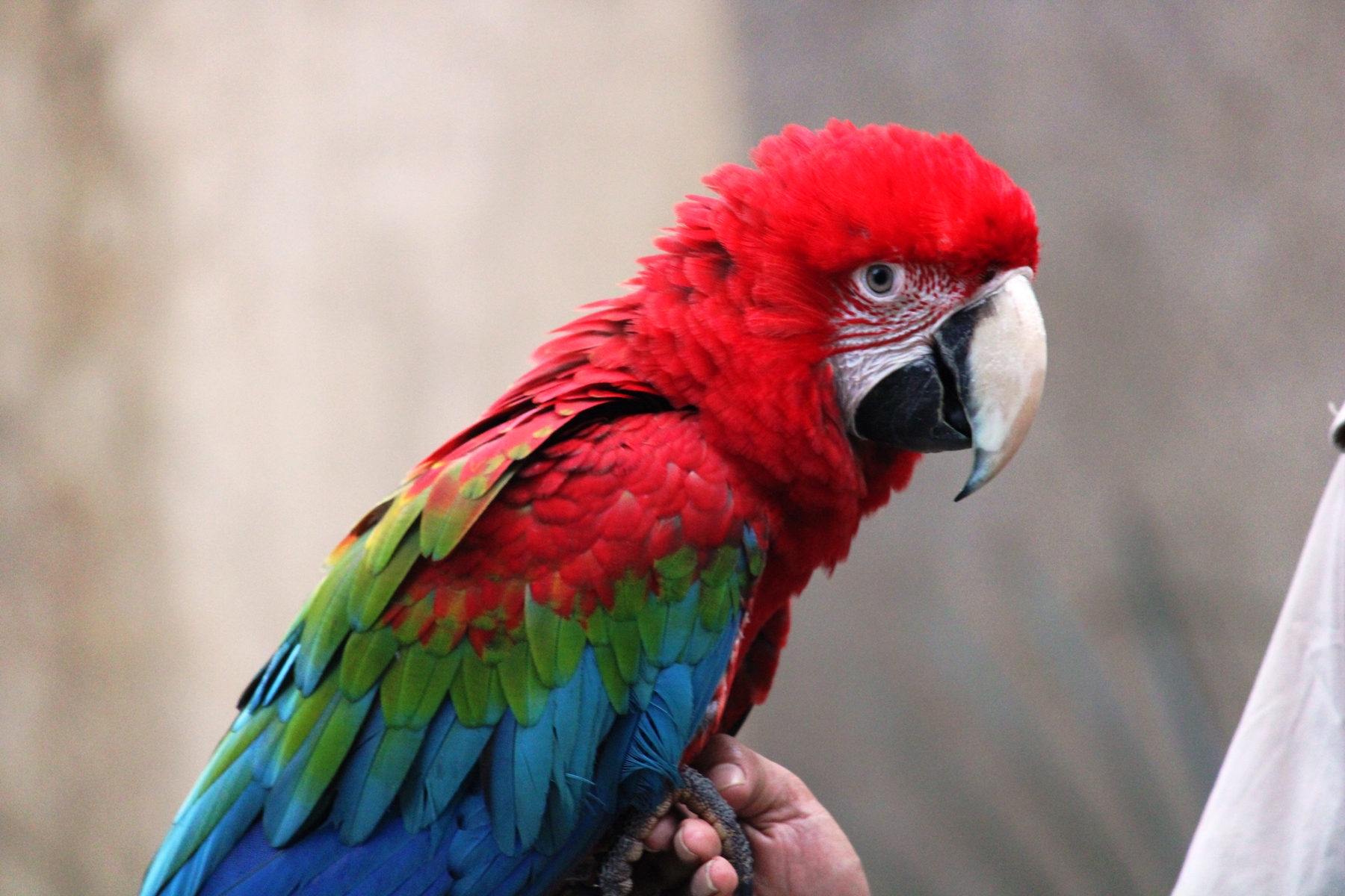 Kick, Source: EsselWorld Bird Park