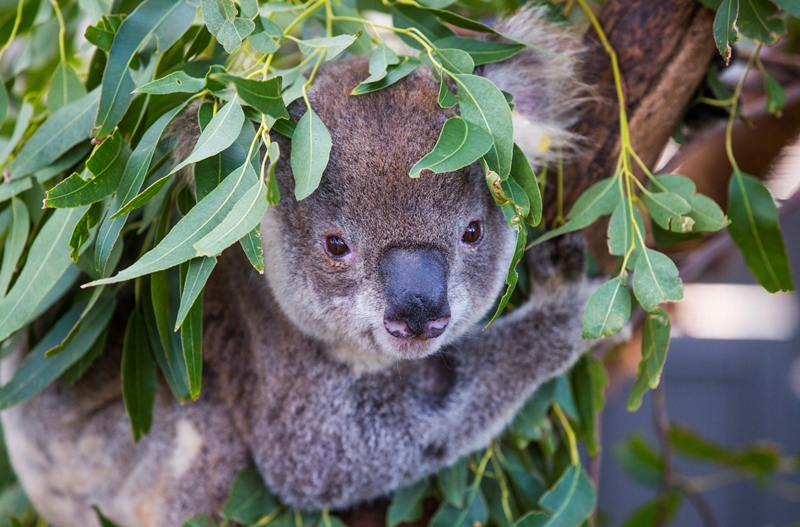 Koala Hospital, Port Macquarie (Credit: Destination NSW)