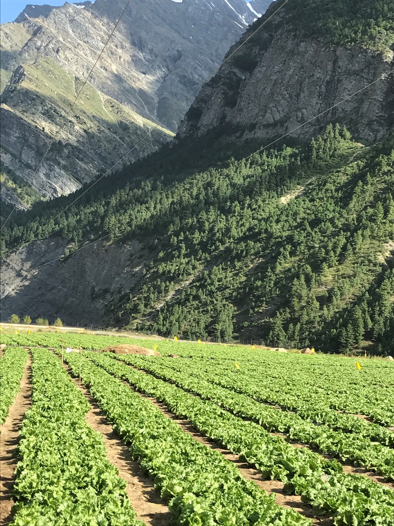 The story behind the crunch in your favourite McDonald’s burger - The Iceberg Lettuce