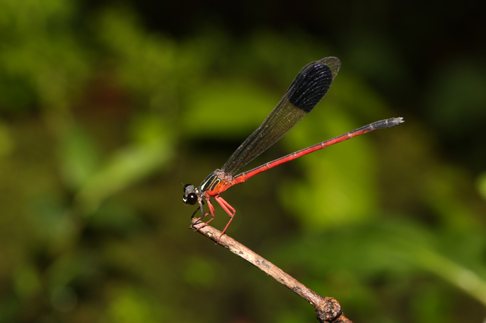 Malabar Torrent Dart (Image Courtesy-Surya Ramachandran)