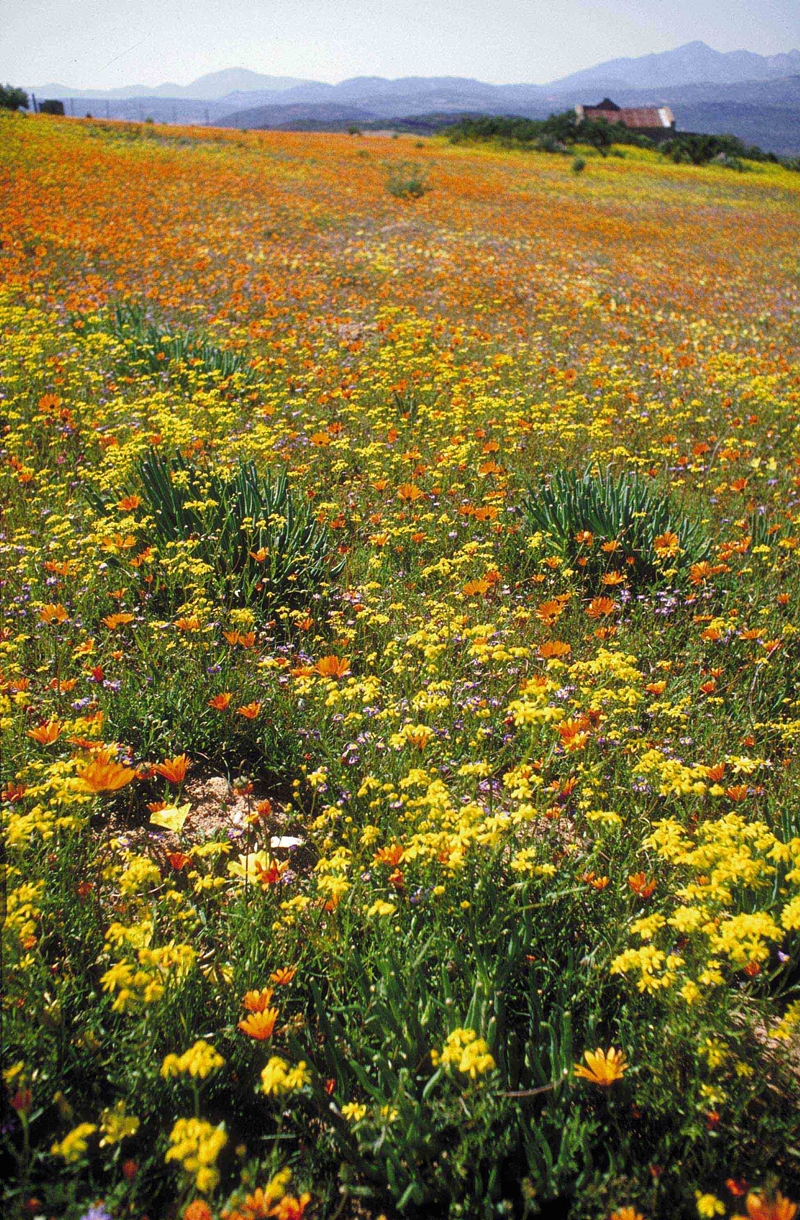 Namaqualand flowers