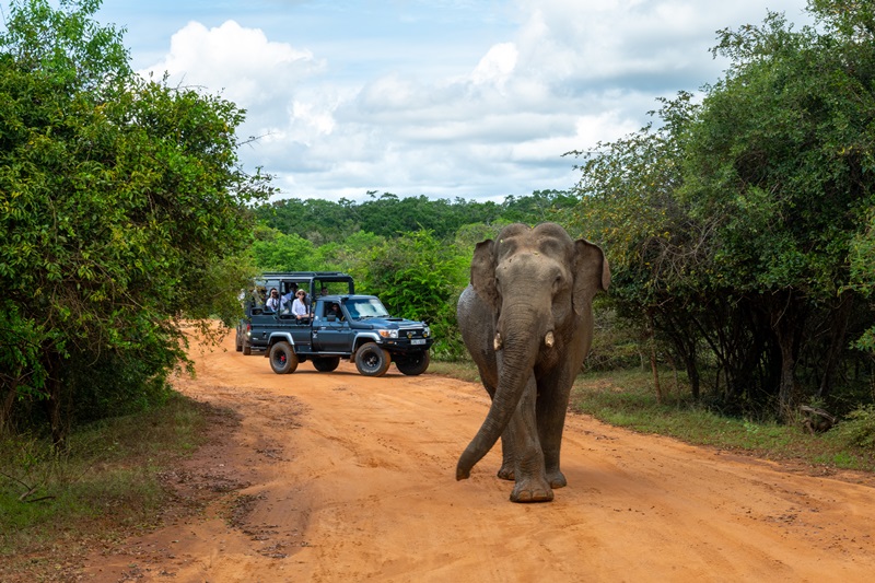 Safari at the Yala National Park adjacent to Hilton Yala Resort