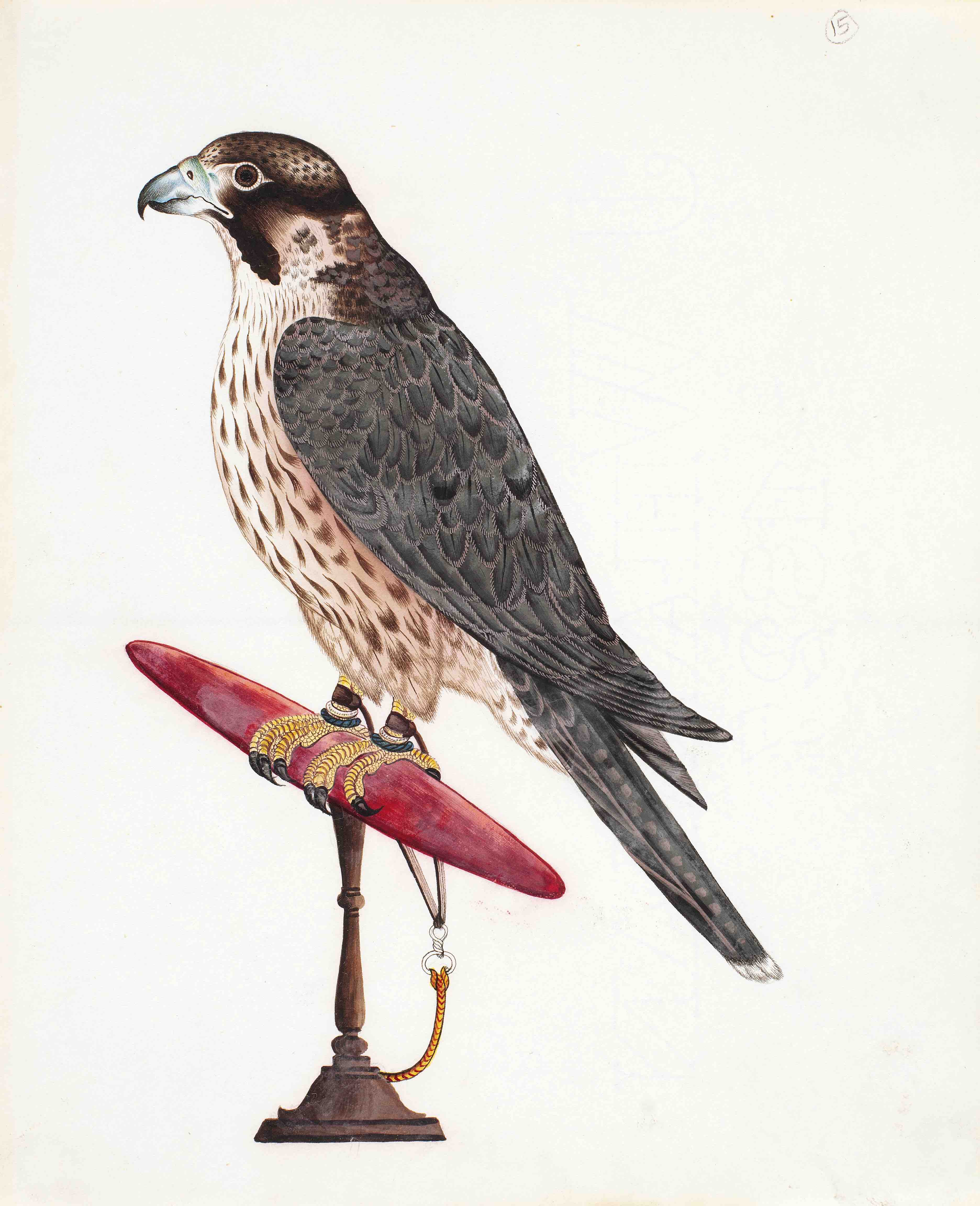  Peregrine Falcon (Falco peregrinus peregrinator)