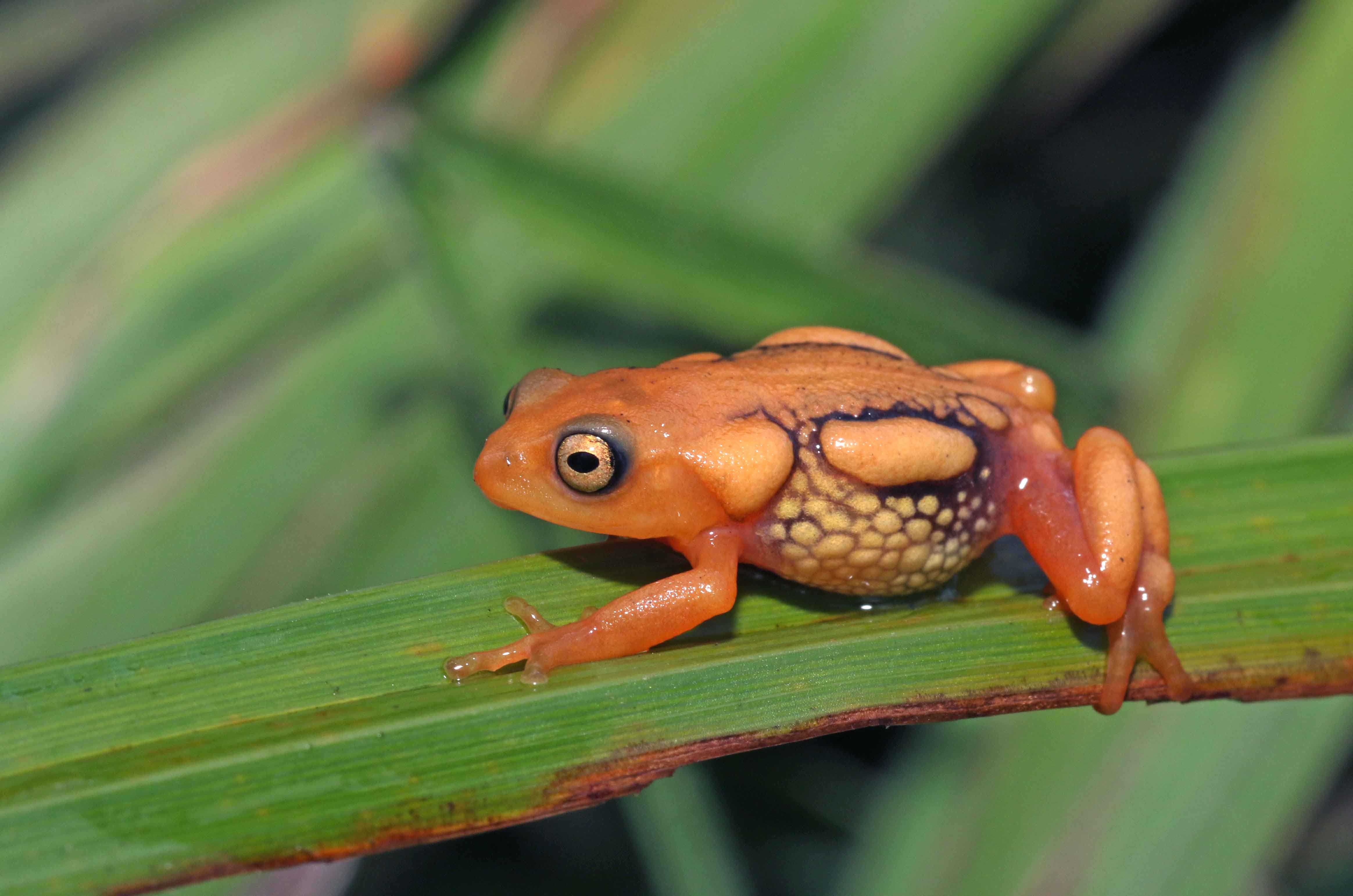 Resplendent Bush Frog (Image Courtesy-Surya Ramachandran)