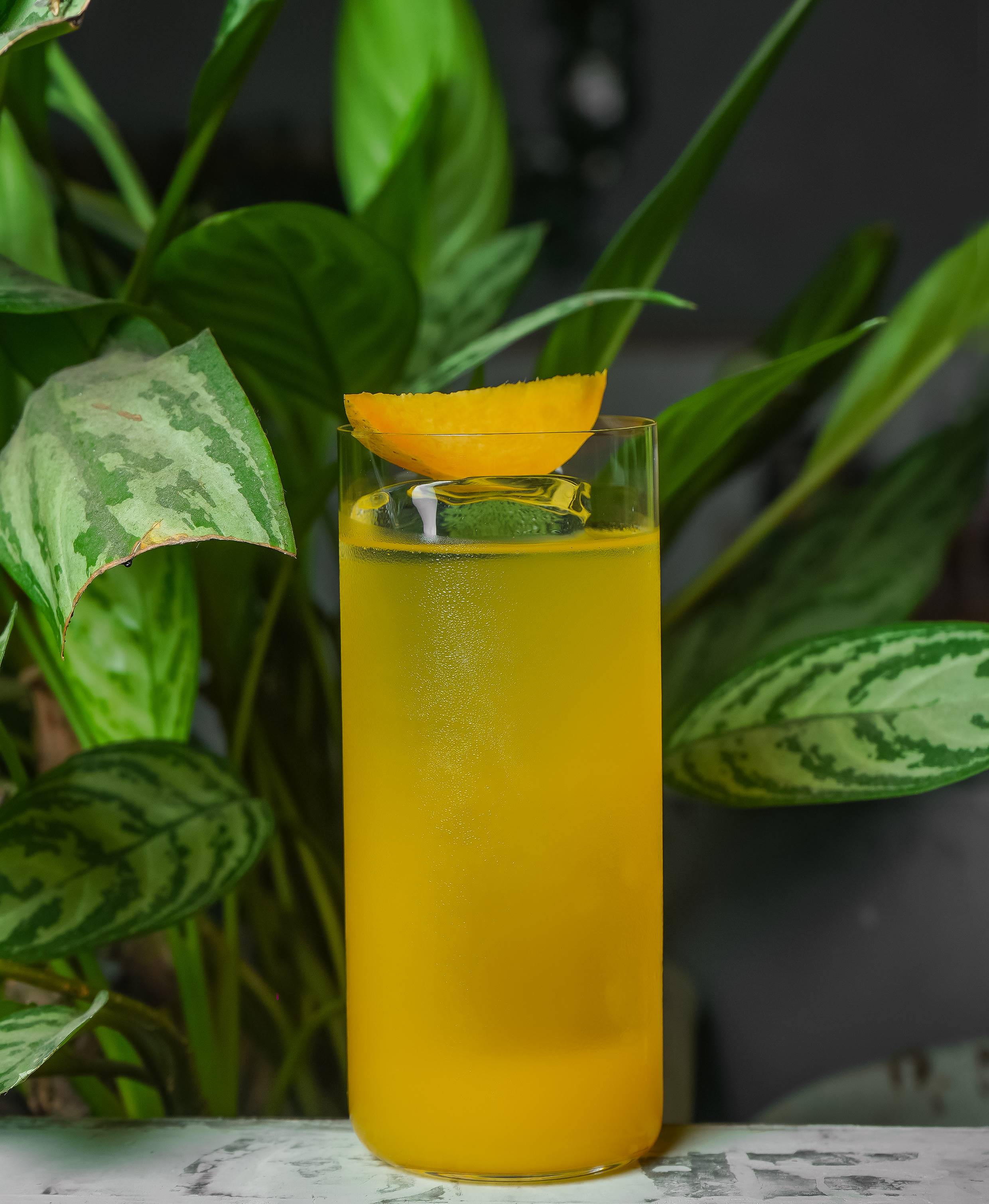 Tropical Paloma