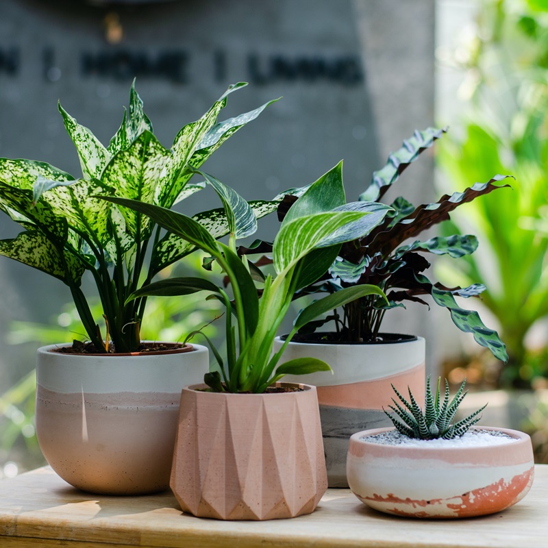 Summer Planter Range from Studio Palasa