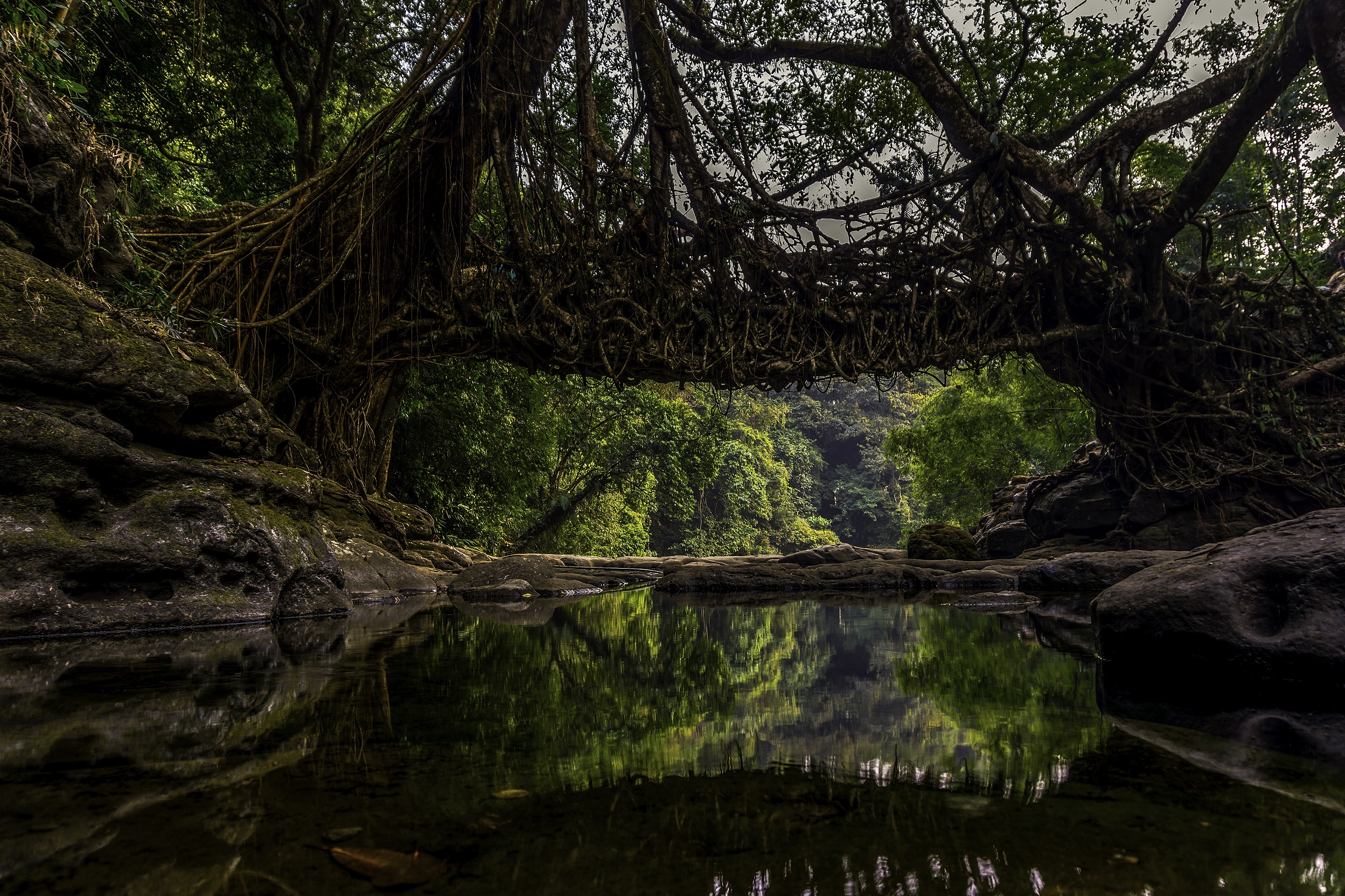The Megahlayan Age Fest Living Root Bridge Riwai near Mawlynnong