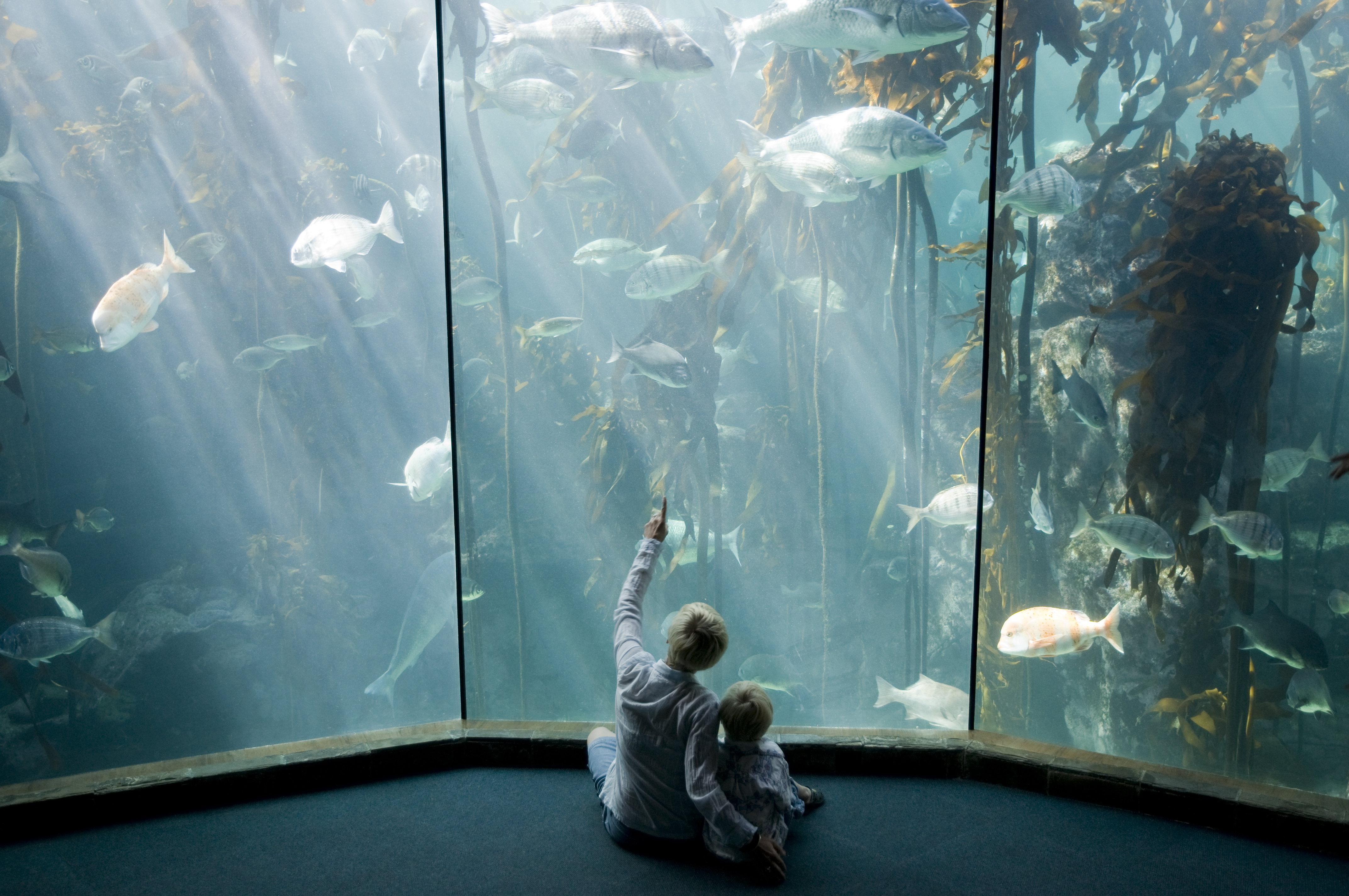 Two Oceans Aquarium