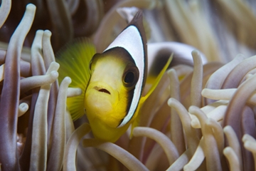 Underwater Experience: Photo by Christophe Mason Parker