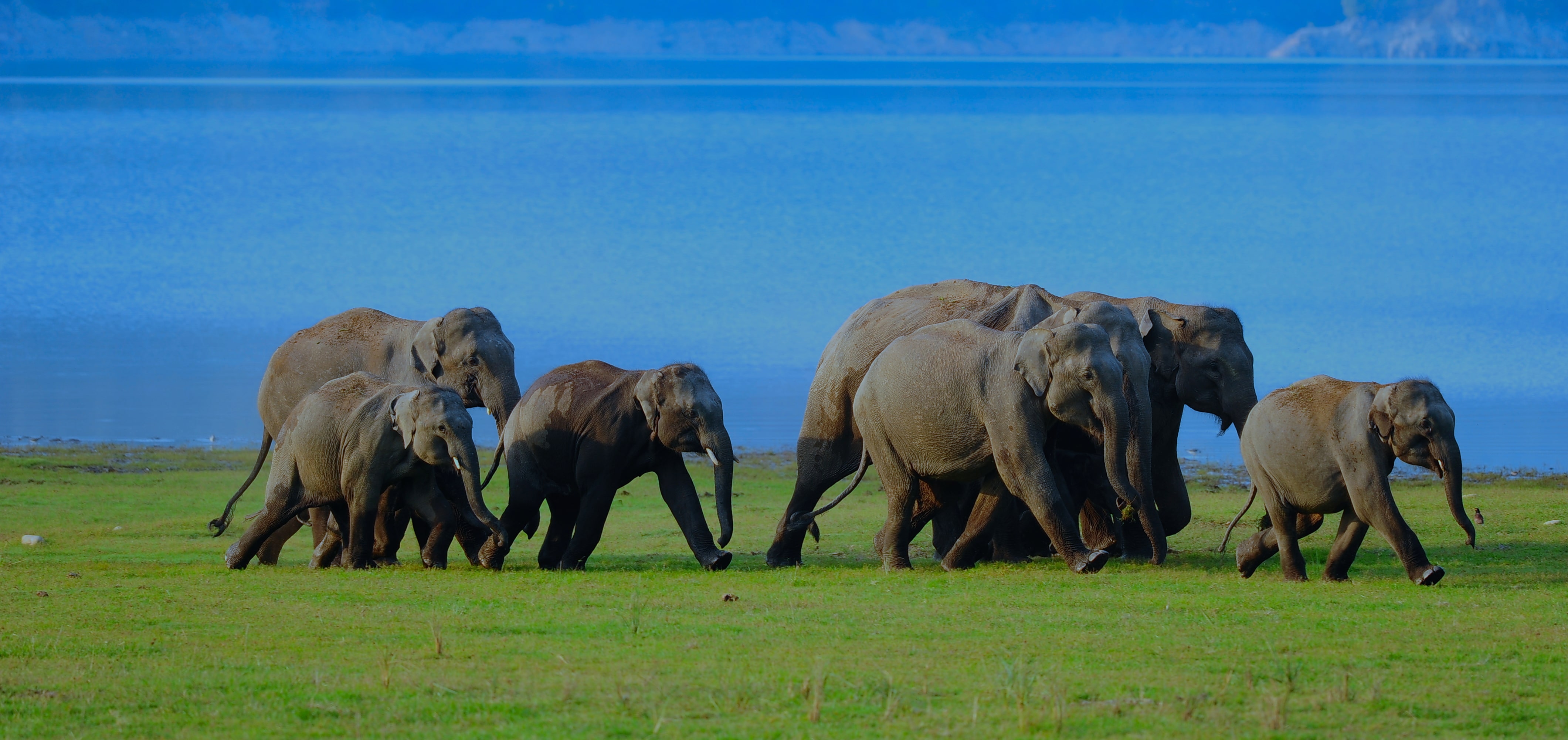 Wild Elephants