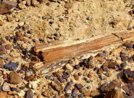 Wood Fossil Park, Jaisalmer (Photo: TourMyIndia)