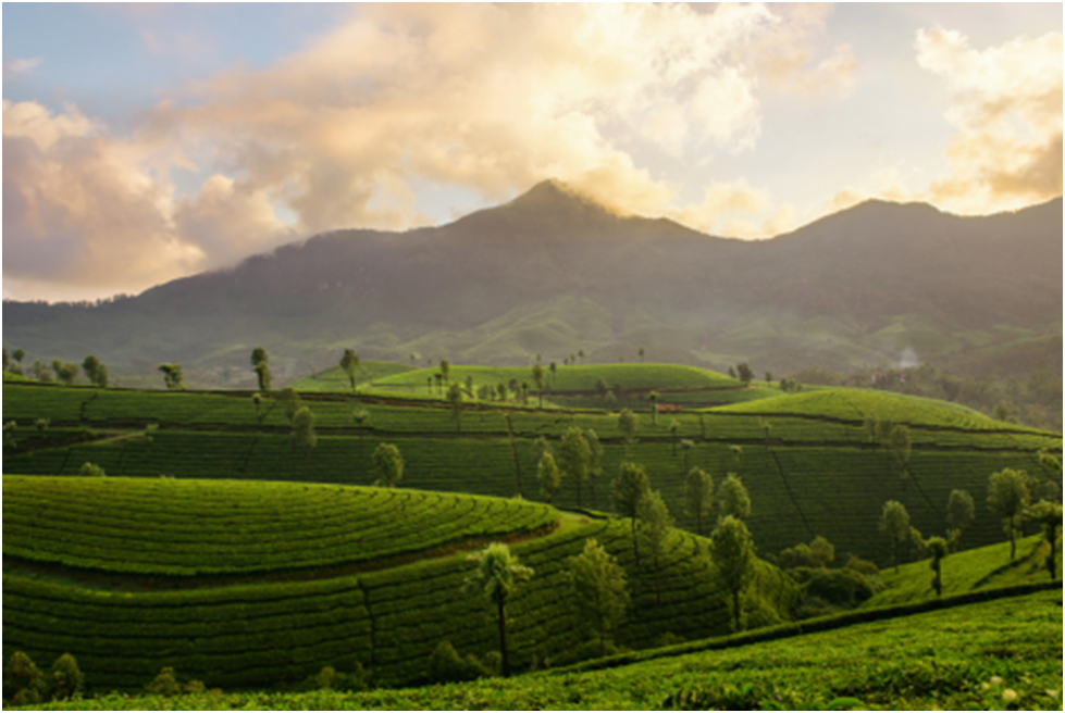 Munnar