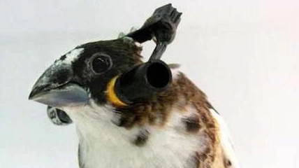 Fowl play - Weird bird headphones