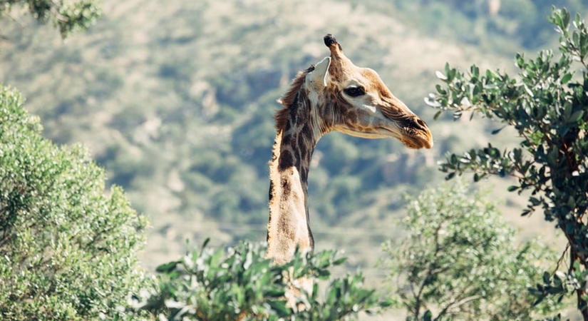 Your guide to a virtual South Africa tour