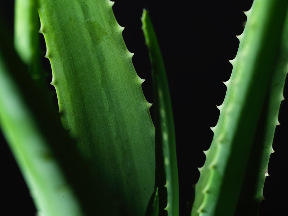 Aloe Vera, Source - Unsplash