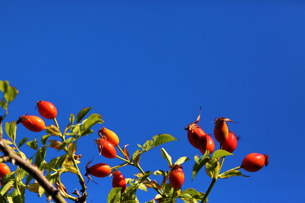 Rosehip oil