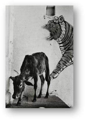 Rajasthan by Jyoti Bhatt, 1973, Silver gelatin print, Rajasthan, India, PHY.00596