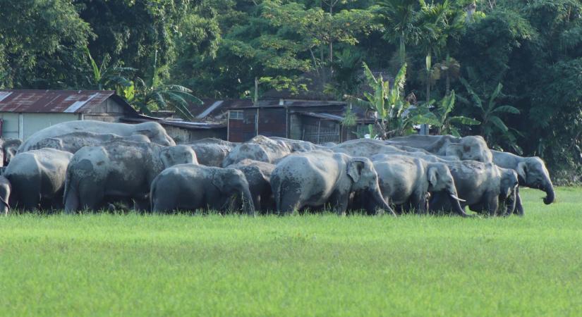 IVRI to study fatal virus infecting elephants. (Photo: IANS)