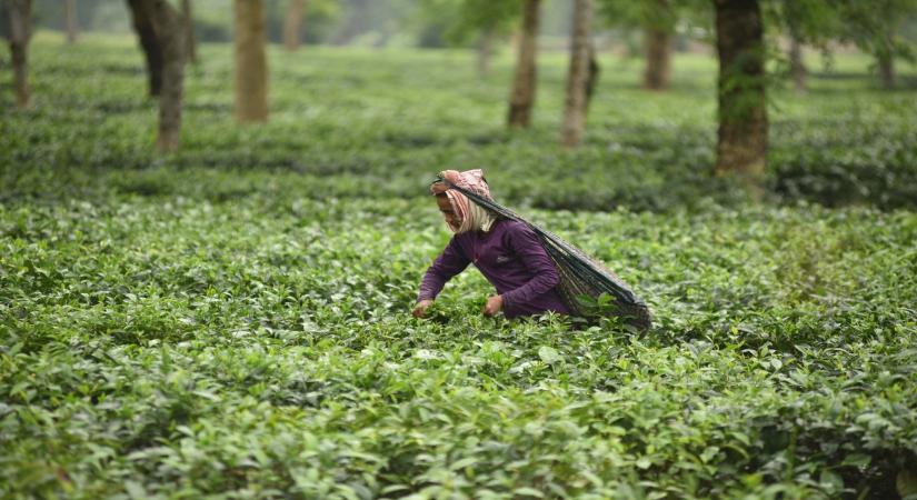 Tea garden