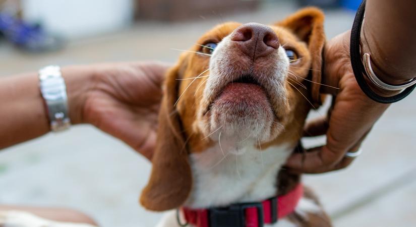 Animal friends who are transforming lives in Jharkhand villages
