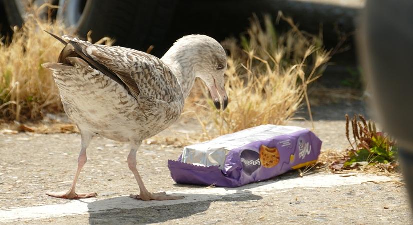 microplastic (Source: EvelinedeBruin/Pixabay)