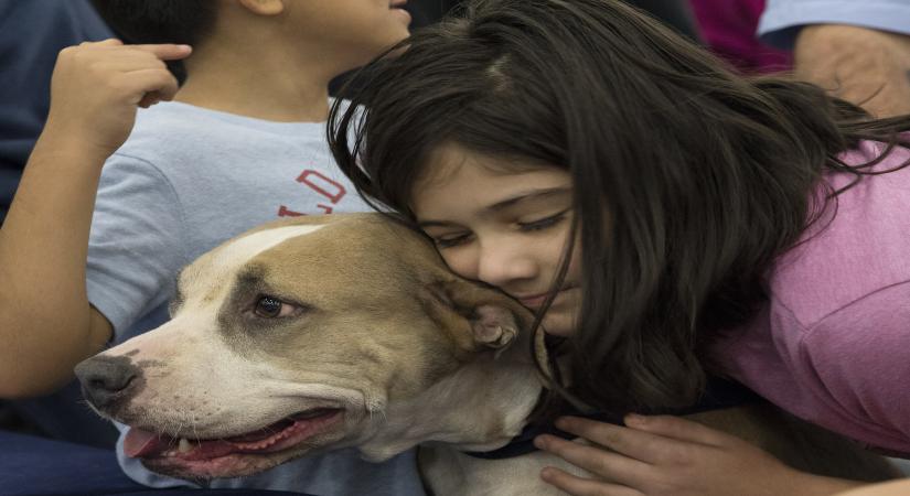 If you know when your dog is sad or happy, the credit goes to your experience and learning, not an innate ability to read the facial expression of your "best friend", suggests new research. (Photo by Yi-Chin Lee/Xinhua/IANS)